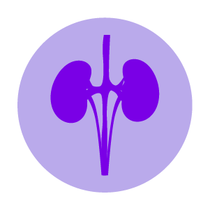 ícone rins roxo